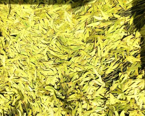 哈尔滨茶艺学校