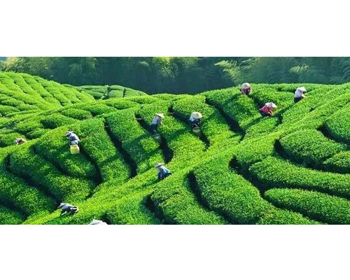 哈尔滨茶艺学校