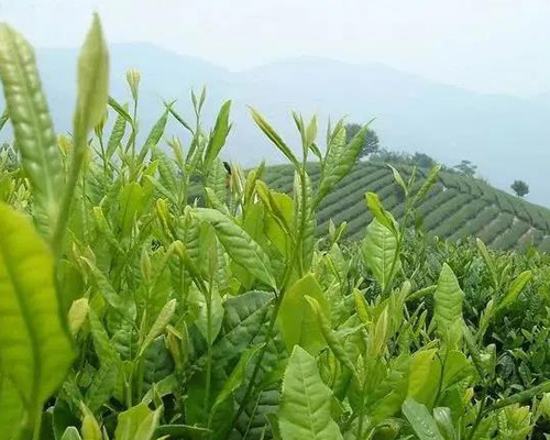 哈尔滨茶艺学校