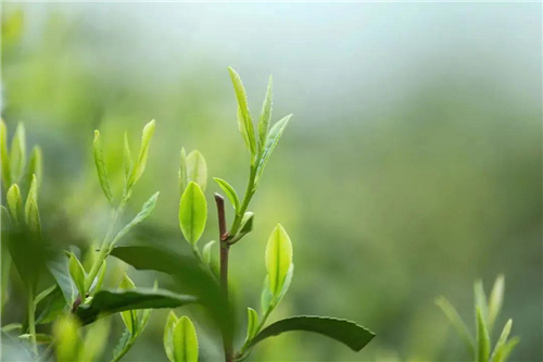 哈尔滨茶艺培训