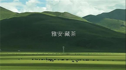 哈尔滨茶艺培训