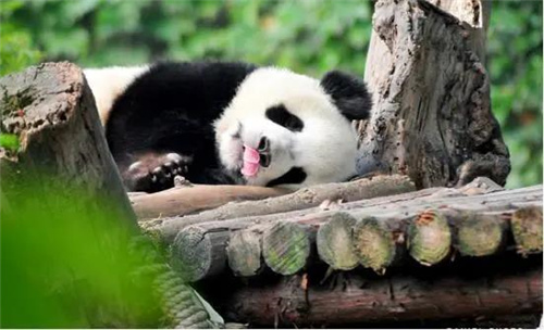 哈尔滨茶艺培训