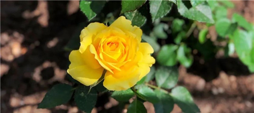 哈尔滨茶艺培训