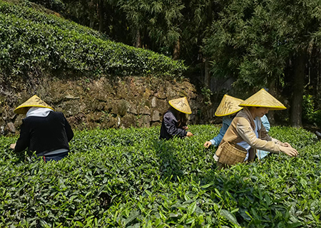 辽宁雅悦茶书院，带学员实际考察茶山，学习制茶