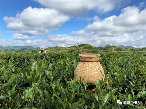 哈尔滨茶艺培训