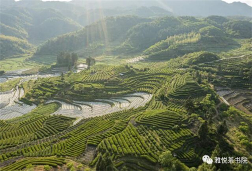 哈尔滨茶艺培训